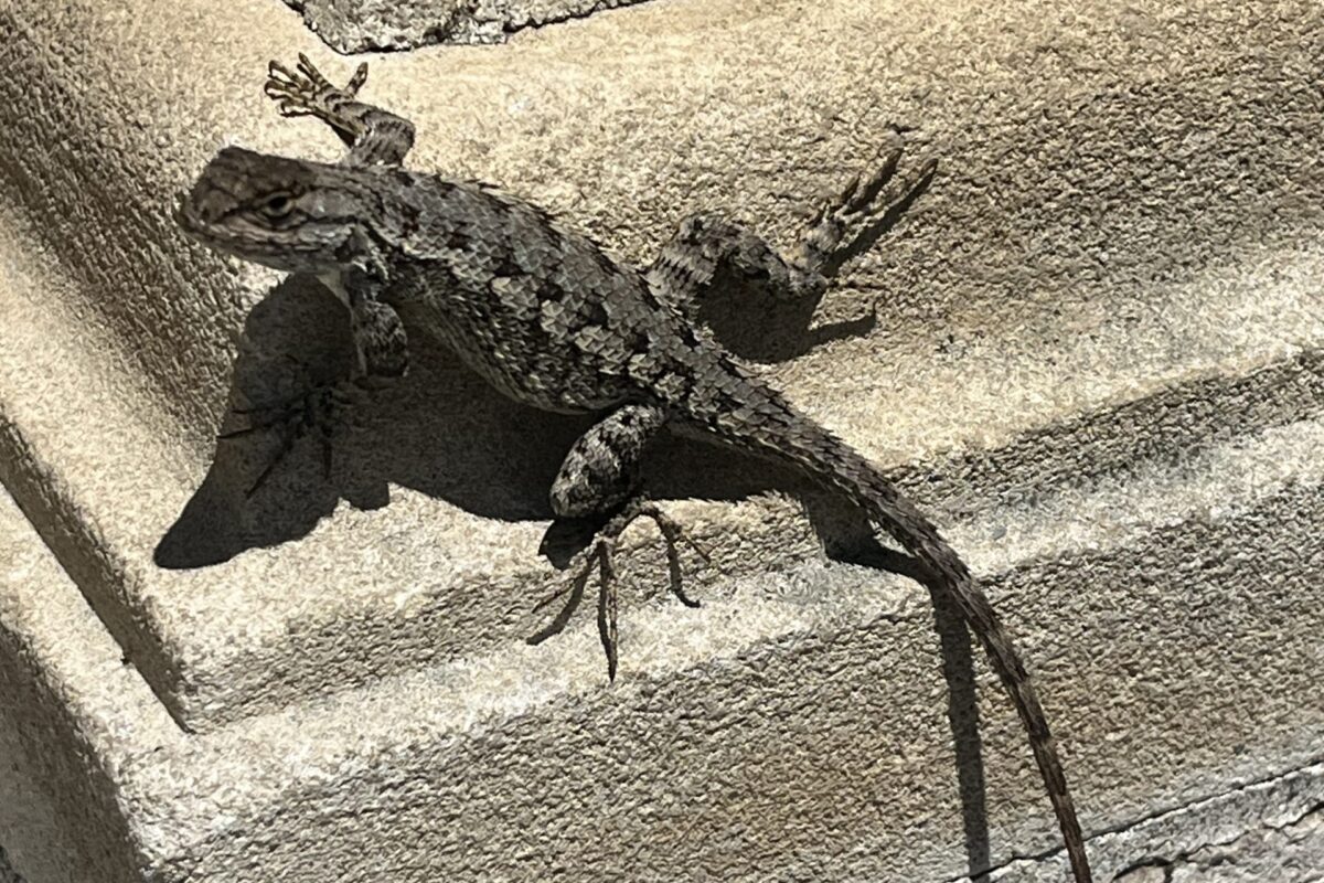 Effects of Urbanization and Feral Cats on the Psychobiology of LA’s Most Abundant Lizard