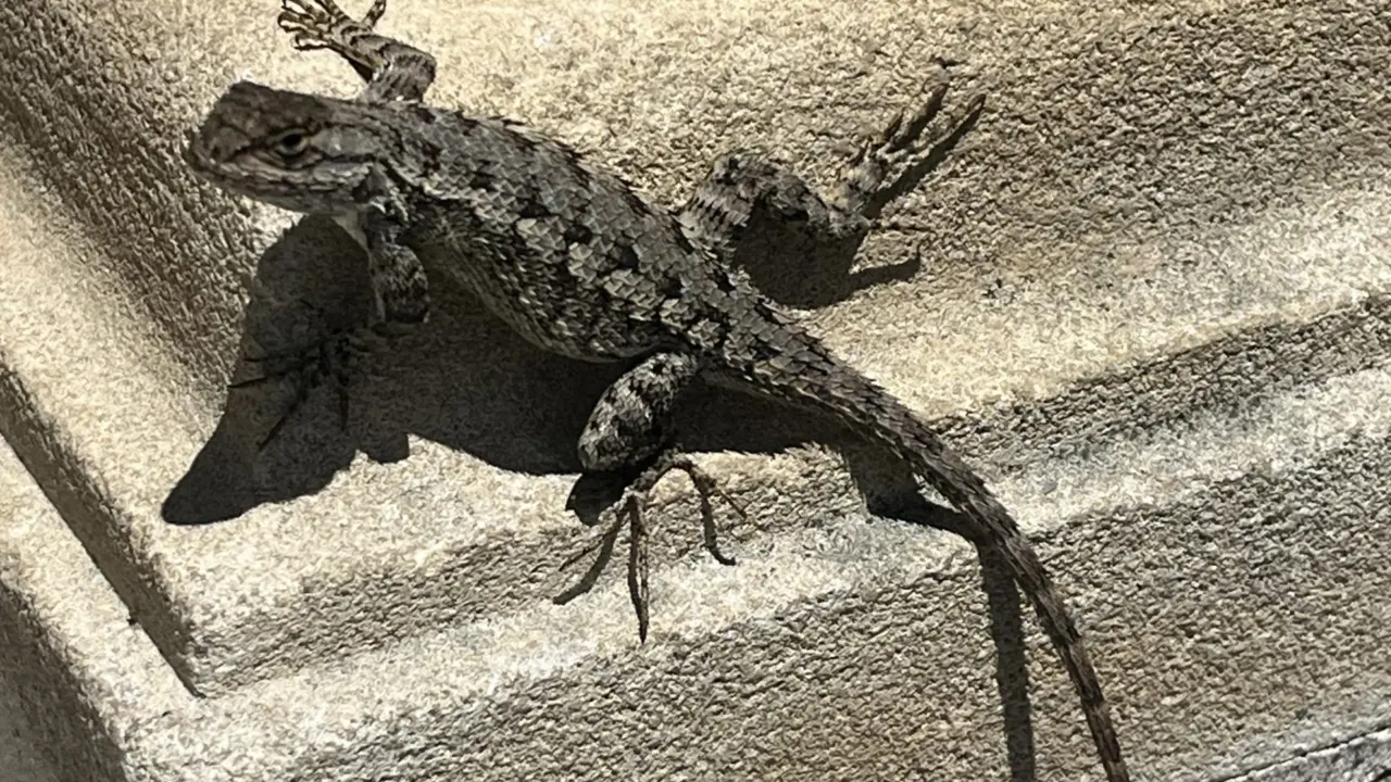 Effects of Urbanization and Feral Cats on the Psychobiology of LA’s Most Abundant Lizard