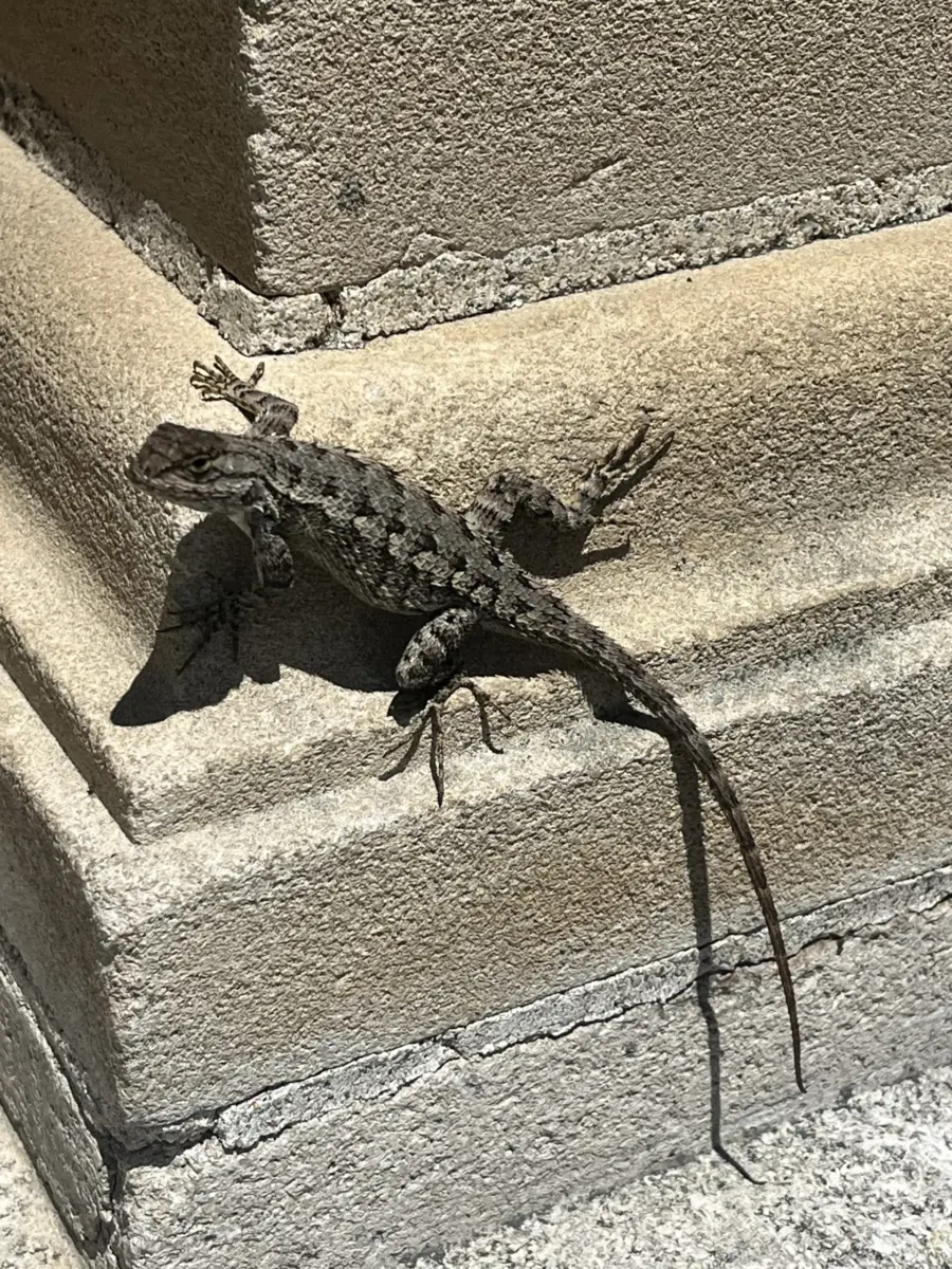 A western fence lizard basking on a sunlit concrete block wall in an urban setting.