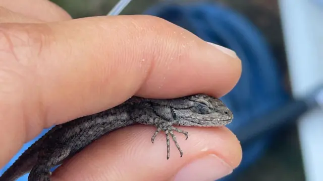 A small western fence lizard held gently between fingers during field research.