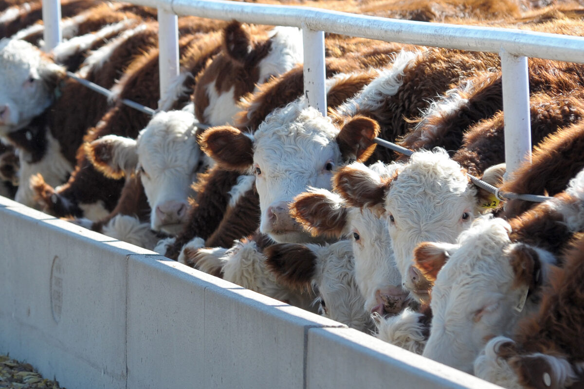 Assessing environmental antibiotic resistance in surface waters near concentrated animal feeding operations in Michigan