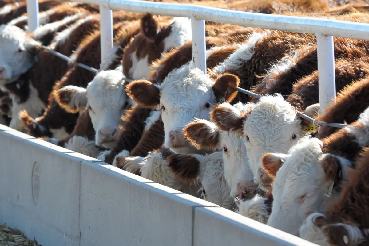 A row of Hereford cattle lined up at a concrete feed trough in a feedlot pen.