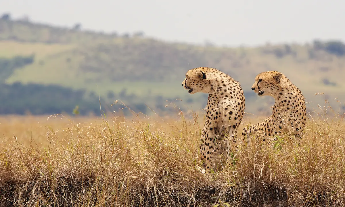Two cheetahs sit alert in tall dry grassland, with hills in the background.