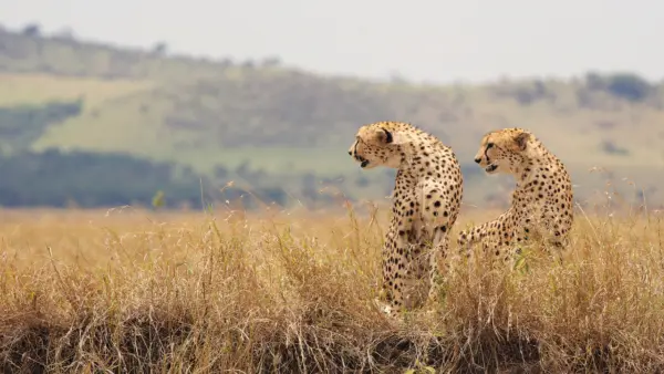 Two cheetahs sit alert in tall dry grassland, with hills in the background.