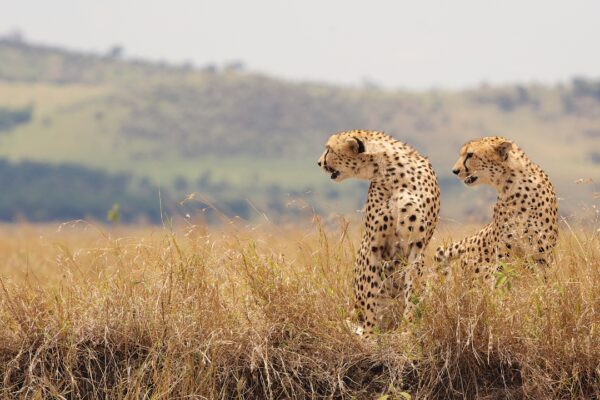 La Kretz Center Seminar: What is Wild Animal Welfare?