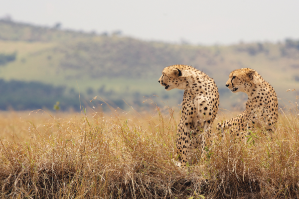 La Kretz Center Seminar: What is Wild Animal Welfare?