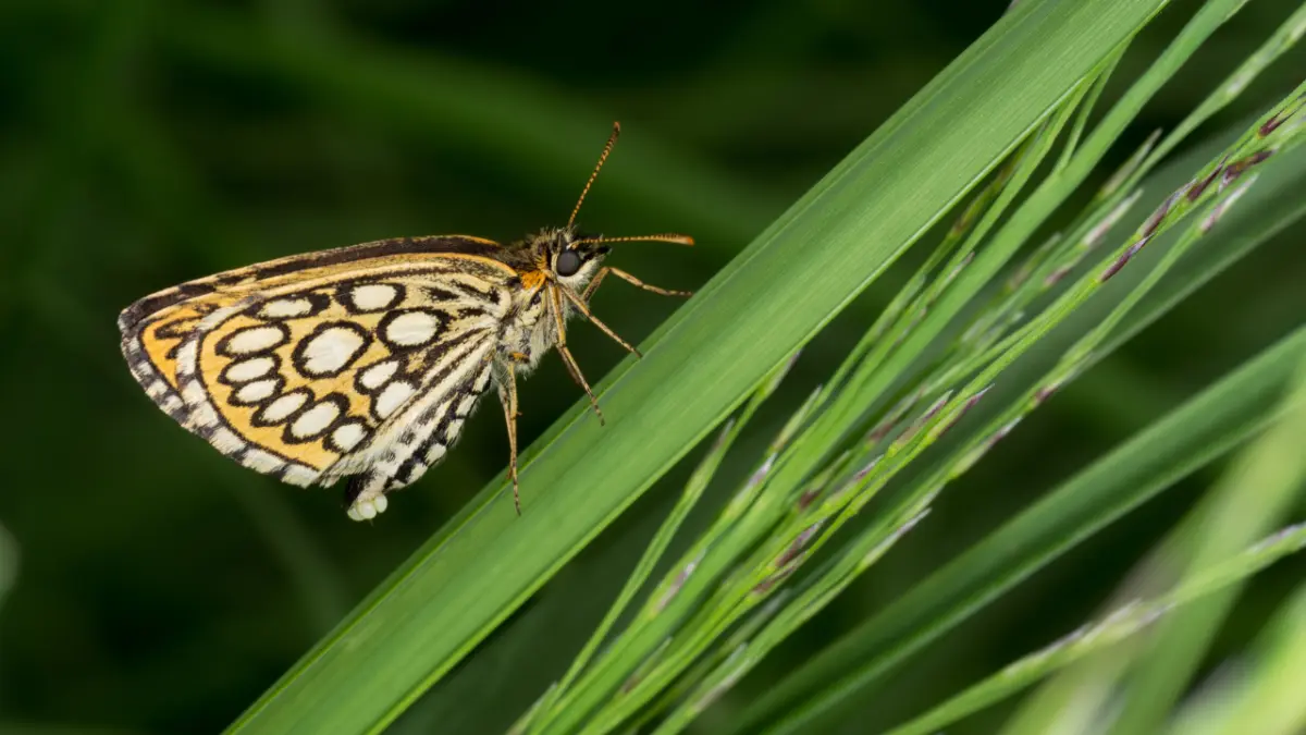 A checkered skipper butterfly rests on a blade of grass against a green background.