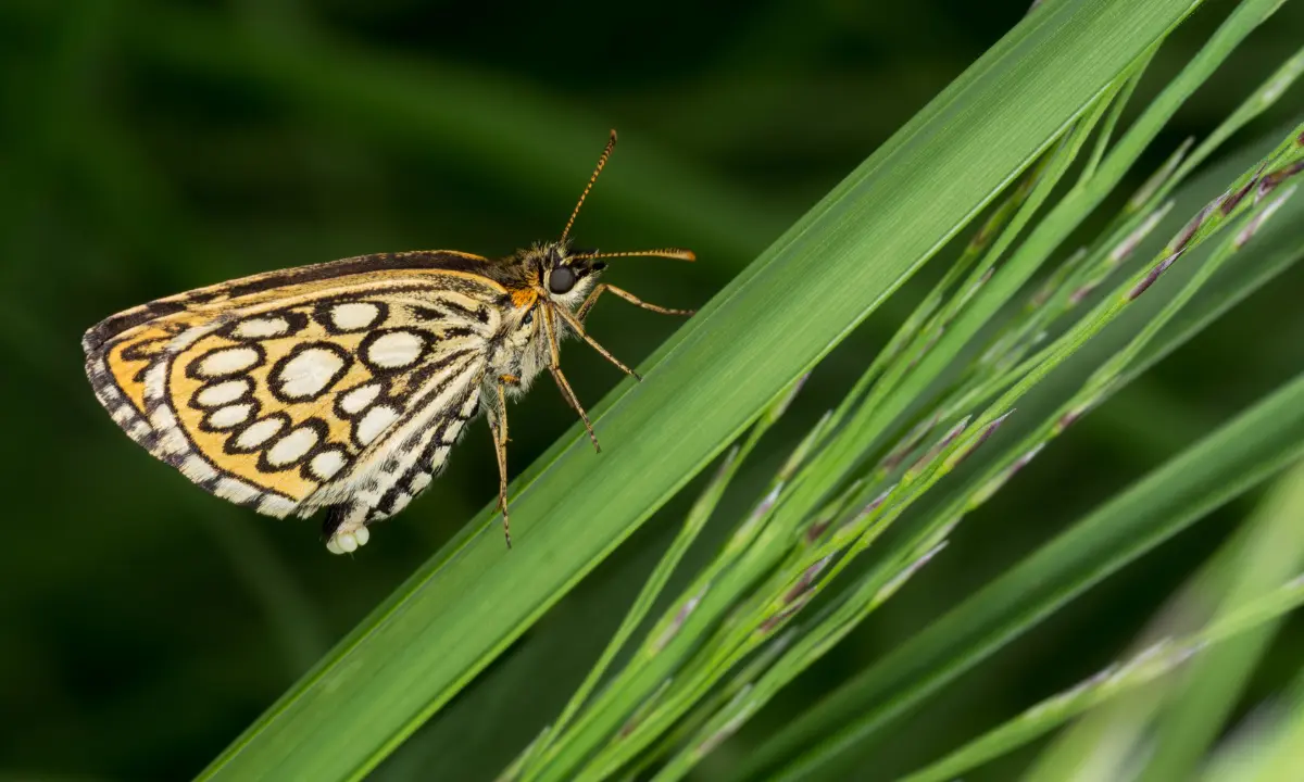 Study reveals devastating 22% decline in U.S. butterflies