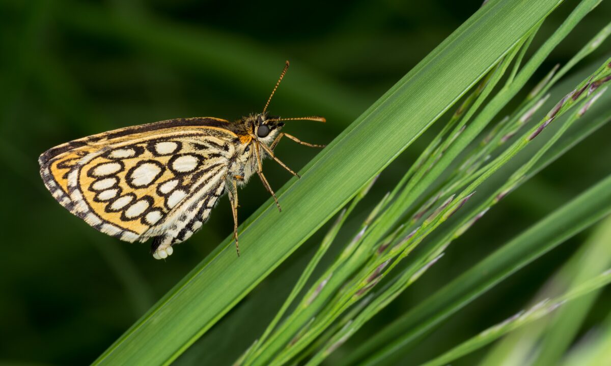 Study reveals devastating 22% decline in U.S. butterflies