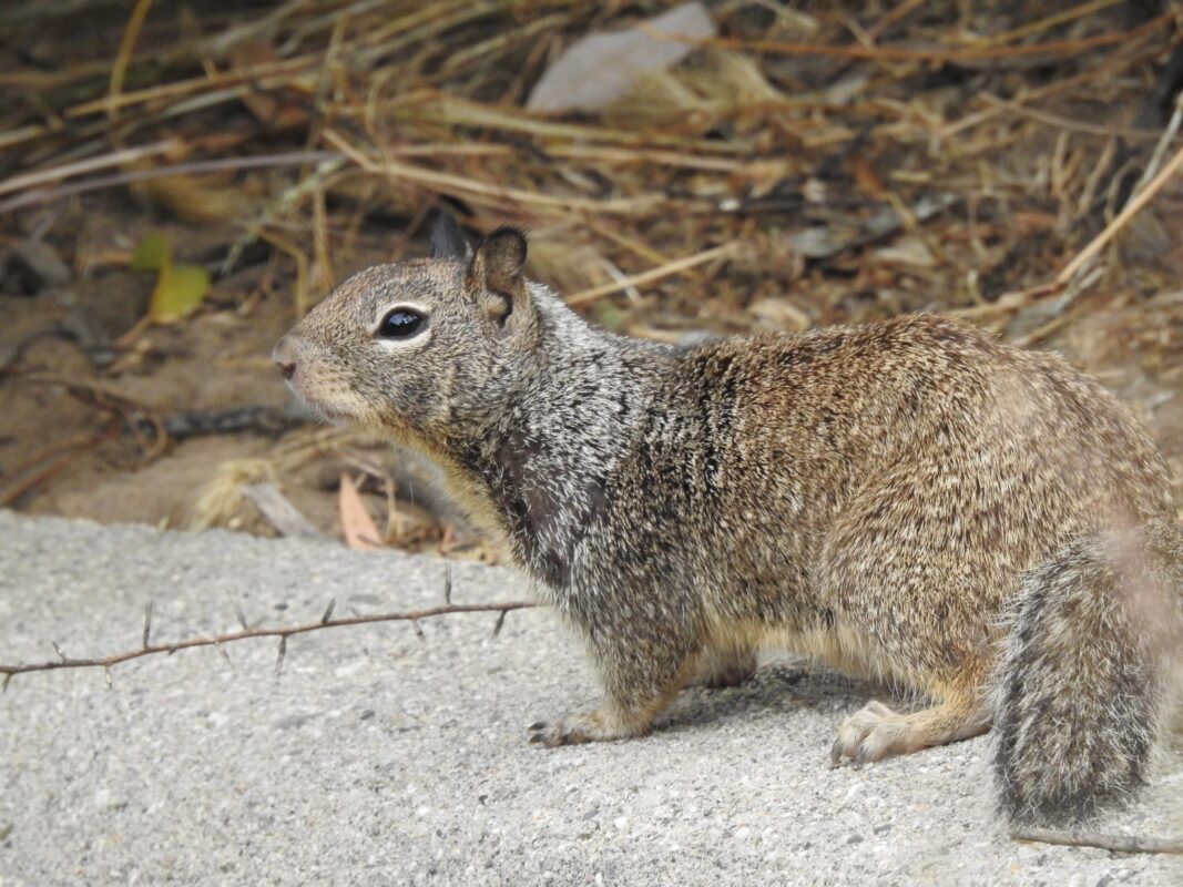 California ground squirrel