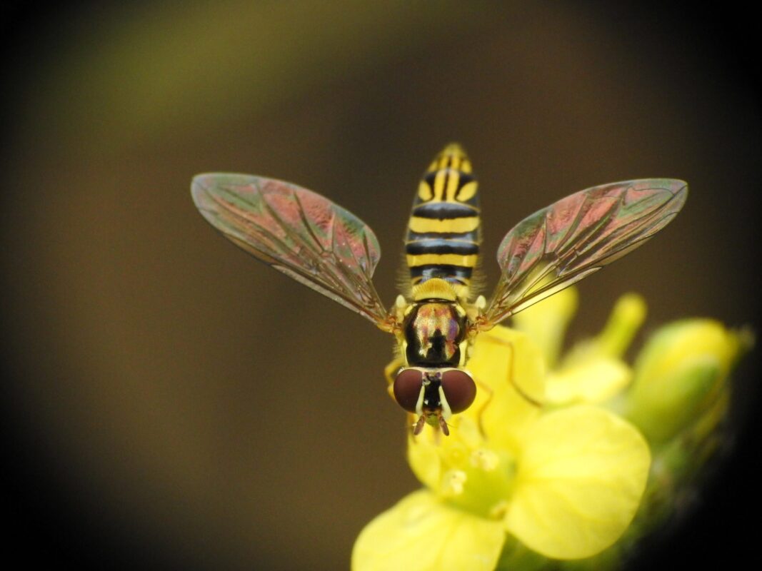 Oblique Streaktail (Allograpta obliqua) hoverfly on a yellow flower. 