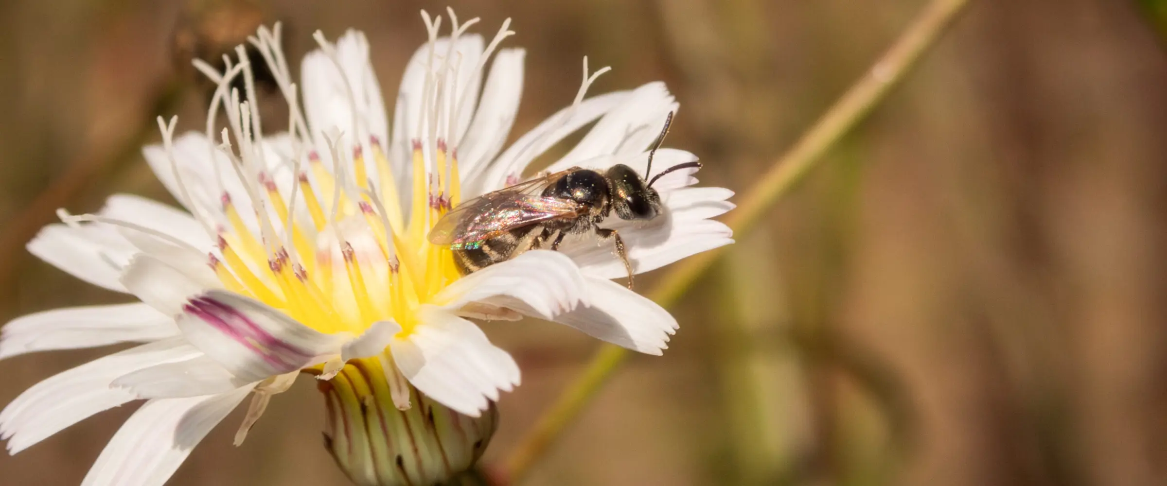 A small native bee forages on a white and yellow wildflower against a blurred dry background.