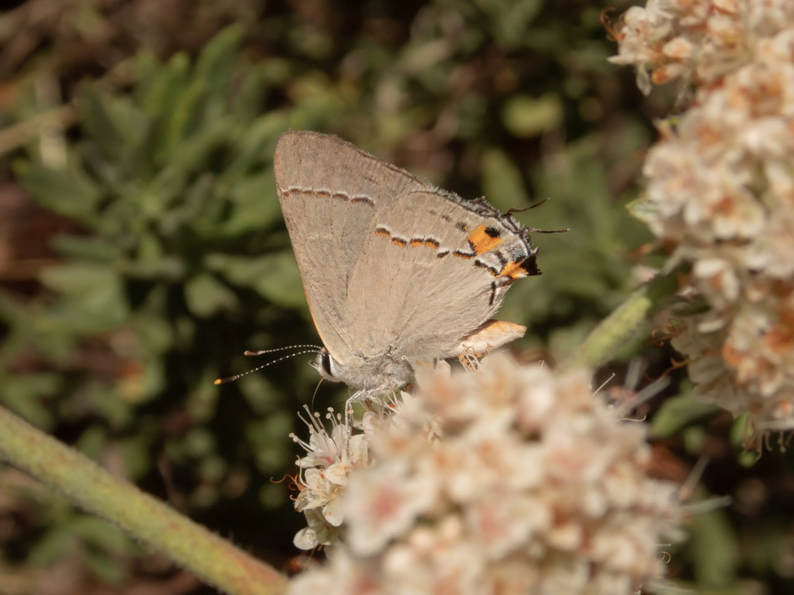 Gray Hairstreak (Strymon melinus) butterfly on buckwheat flower