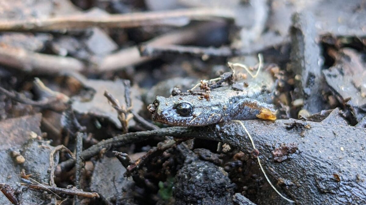 Black-bellied Slender Salamander