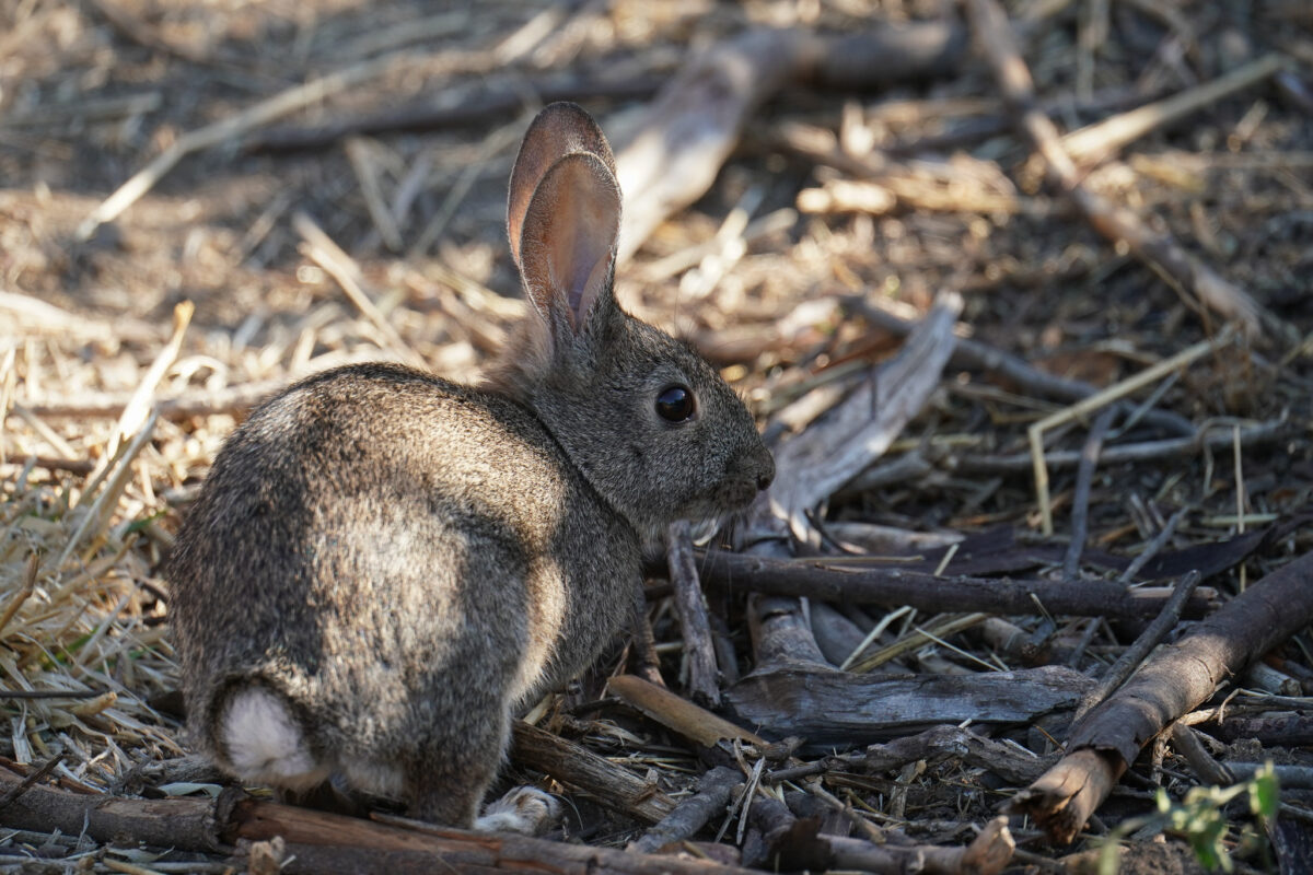 Brush rabbit
