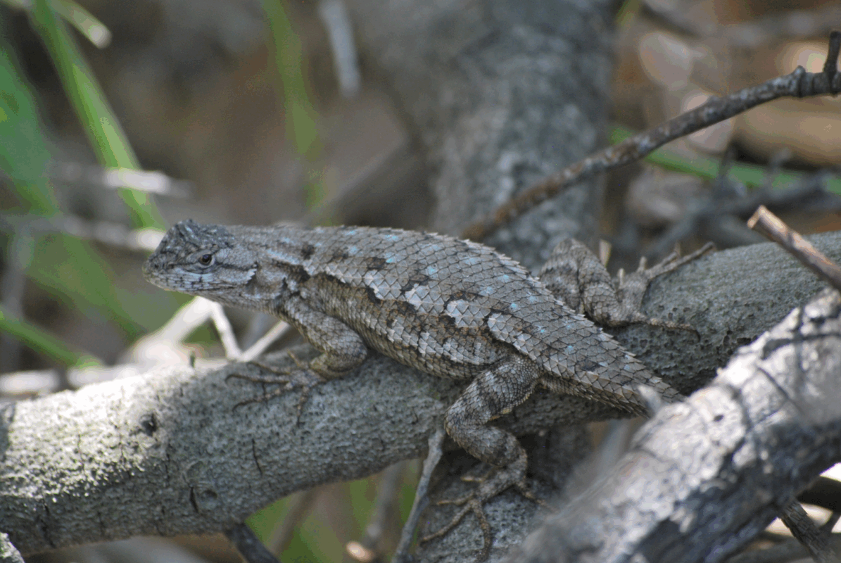 Western Fence lizard 