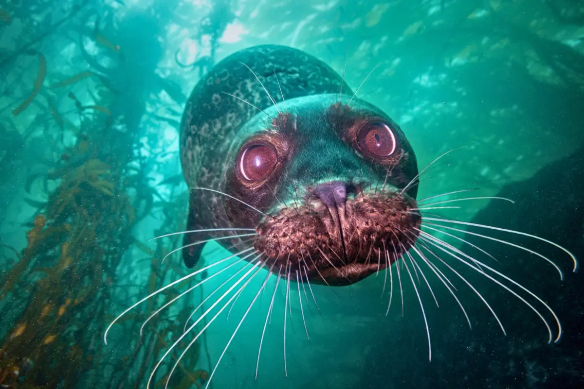 Seal under water