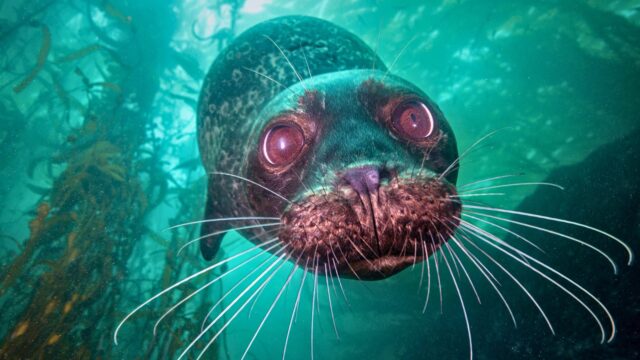 Seal under water