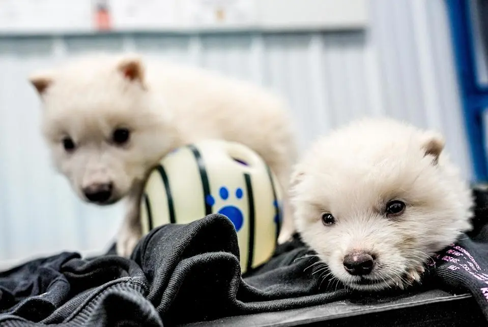 Romulus and Remus, two white "dire wolf" pups created by Colossal Biosciences, at one month old with a toy ball and blanket.