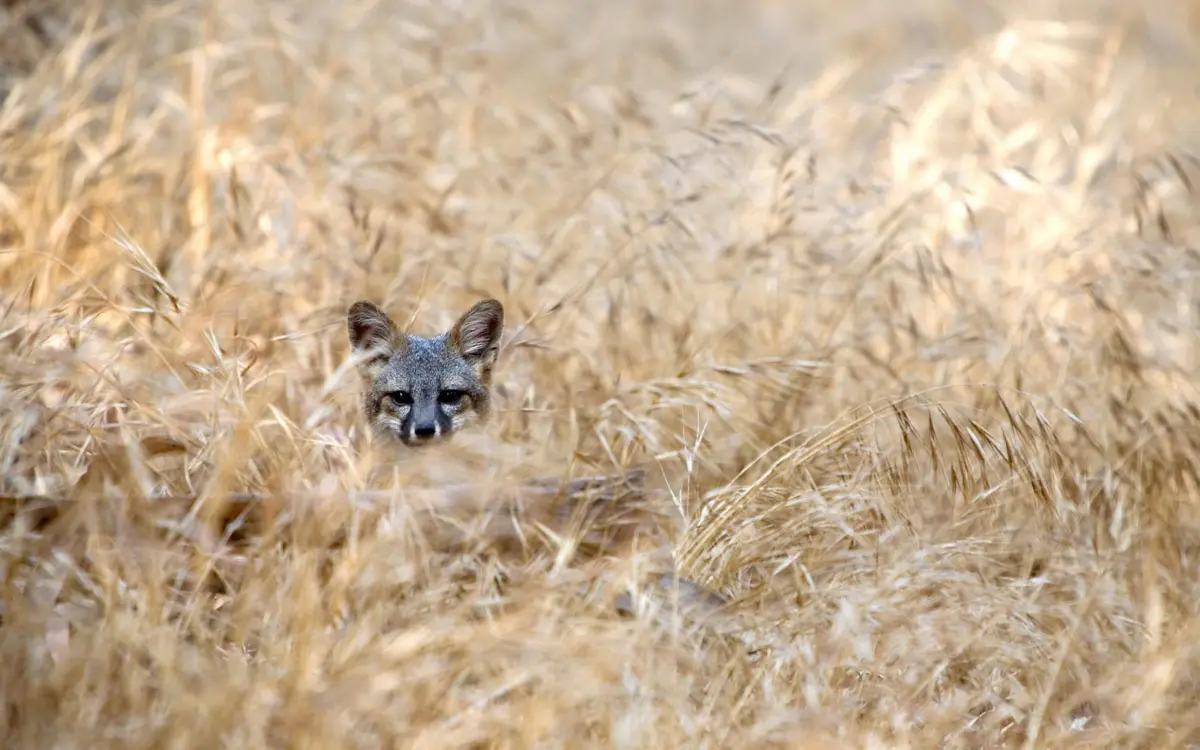 An island fox peers out from tall, dry golden grasses, with only its head visible.