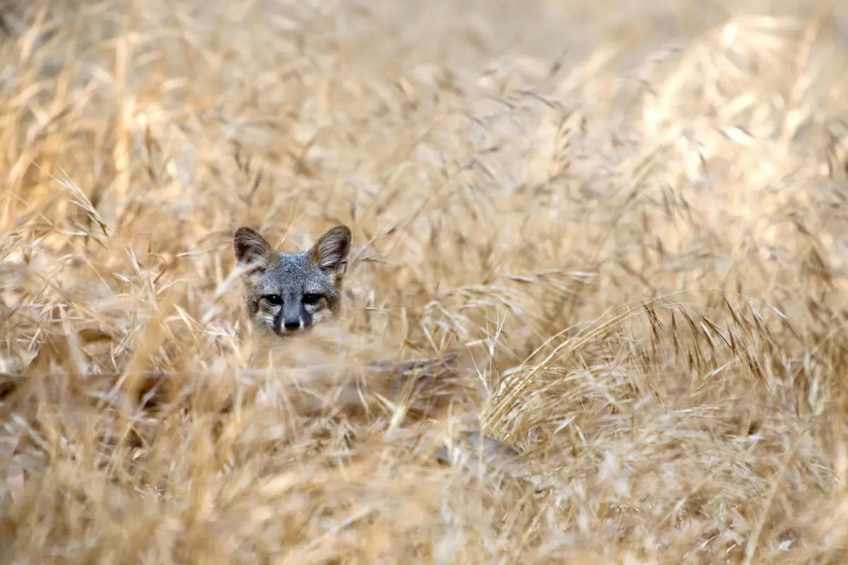 An island fox peers out from tall, dry golden grasses, with only its head visible.