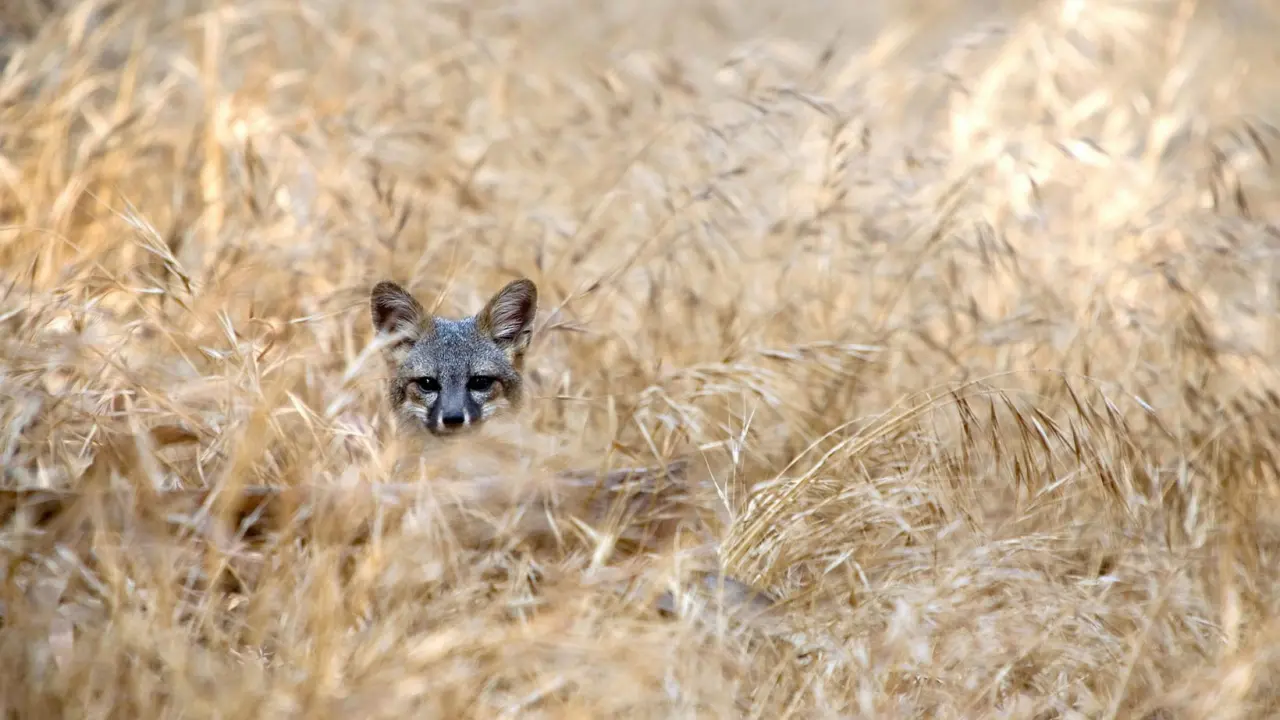 Prioritizing species reintroduction candidates for the California Islands