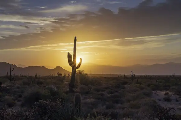 A saguaro cactus silhouetted against the setting sun over desert scrub and distant mountains.