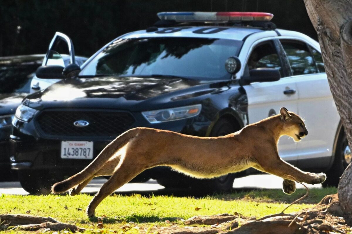 A mountain lion leaps across a grassy area in front of a police car in Brentwood, California, during a 2022 incident that led to an elementary school lockdown.
