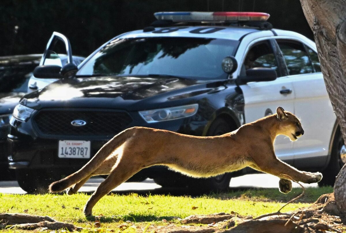 A mountain lion leaps across a grassy area in front of a police car in Brentwood, California, during a 2022 incident that led to an elementary school lockdown.