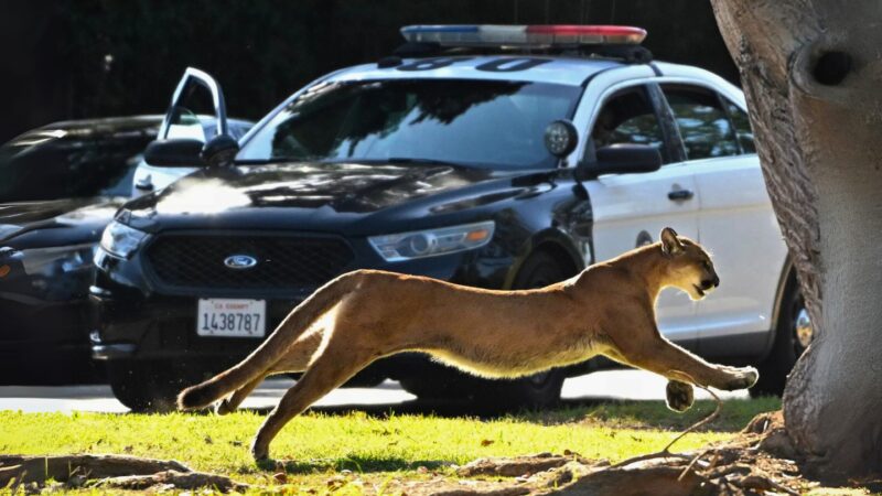 A mountain lion leaps across a grassy area in front of a police car in Brentwood, California, during a 2022 incident that led to an elementary school lockdown.