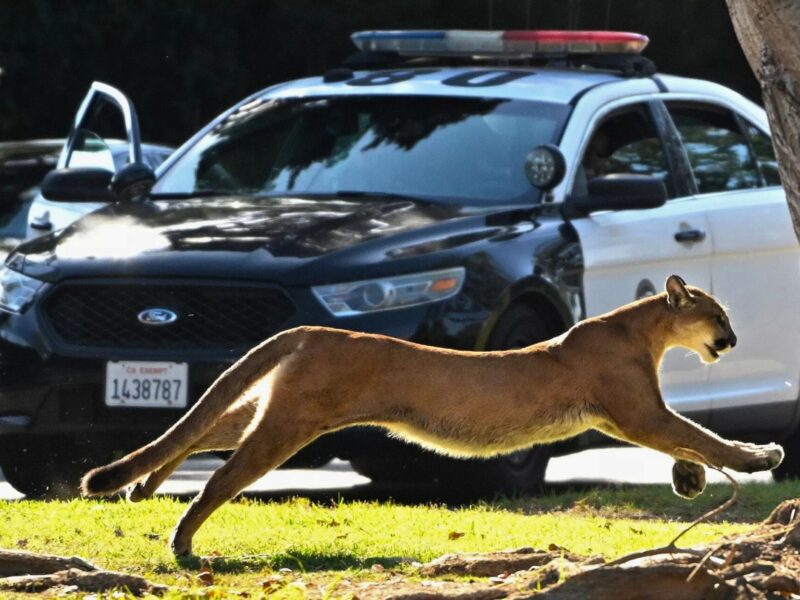 A mountain lion leaps across a grassy area in front of a police car in Brentwood, California, during a 2022 incident that led to an elementary school lockdown.