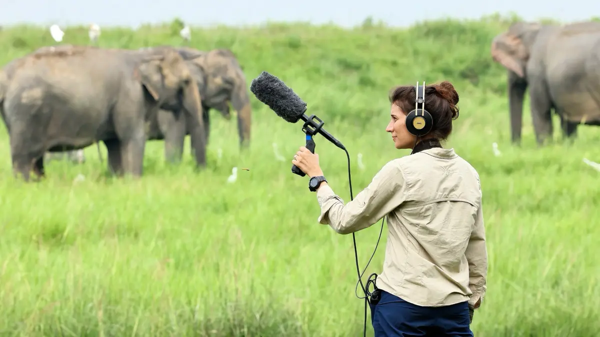 Seema Lokhandwala records elephant vocalizations with a shotgun microphone and headphones in a grassy field where elephants graze.