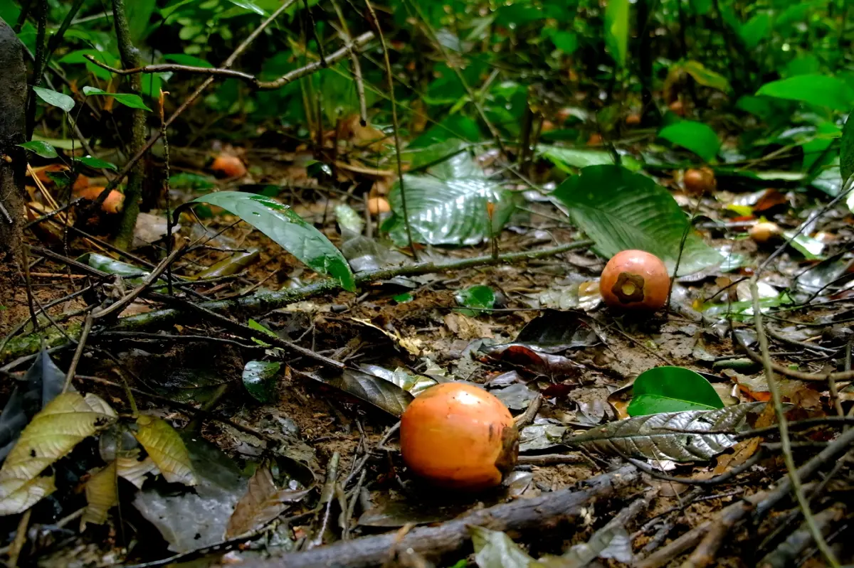 Fresh orange ebony fruits lying among fallen leaves and twigs on a rainforest floor.