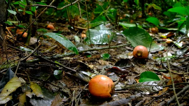 Scientists discover how elephant extinction threatens everything from rainforests to musical instruments