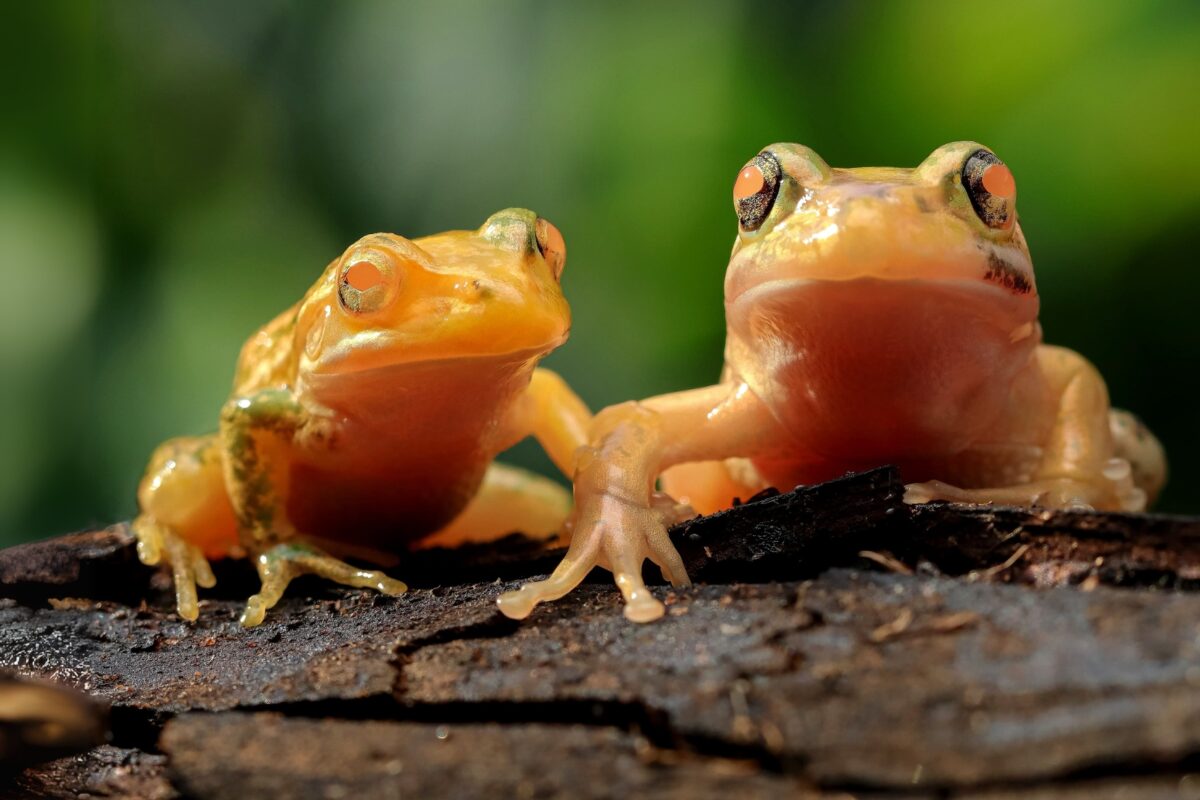 Two golden-green frogs sit side by side on bark, facing forward with orange eyes and glossy skin. Likely green and golden bell frogs (Litoria aurea), photographed in a natural setting. Image courtesy of Anthony Waddle.