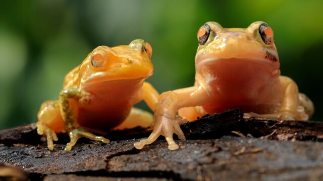 Two golden-green frogs sit side by side on bark, facing forward with orange eyes and glossy skin. Likely green and golden bell frogs (Litoria aurea), photographed in a natural setting. Image courtesy of Anthony Waddle.