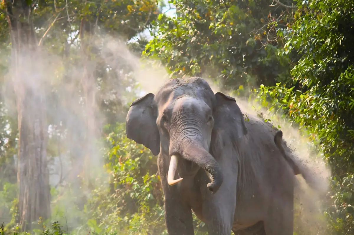 An Asian elephant tosses dust into the air with its trunk in a sunlit forest.