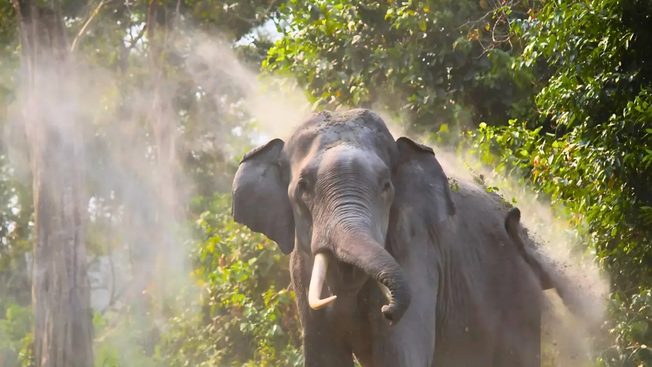 An Asian elephant tosses dust into the air with its trunk in a sunlit forest.