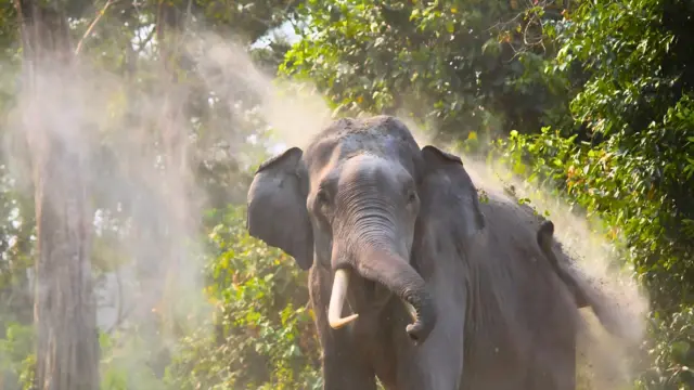 An Asian elephant tosses dust into the air with its trunk in a sunlit forest.
