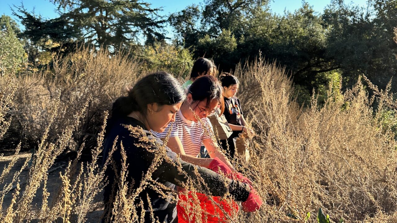 students standing in tall shrubs collecting seeds from California sagebrush