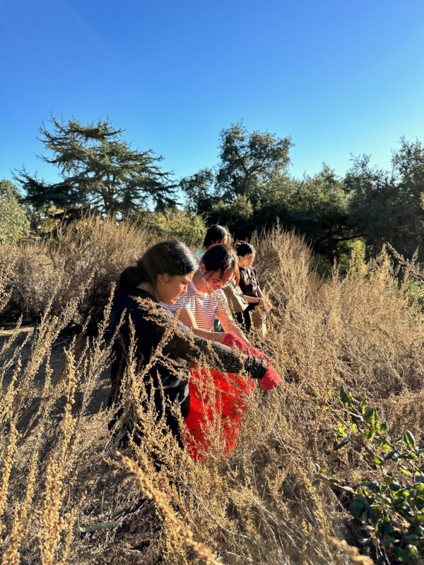 students standing in tall shrubs collecting seeds from California sagebrush