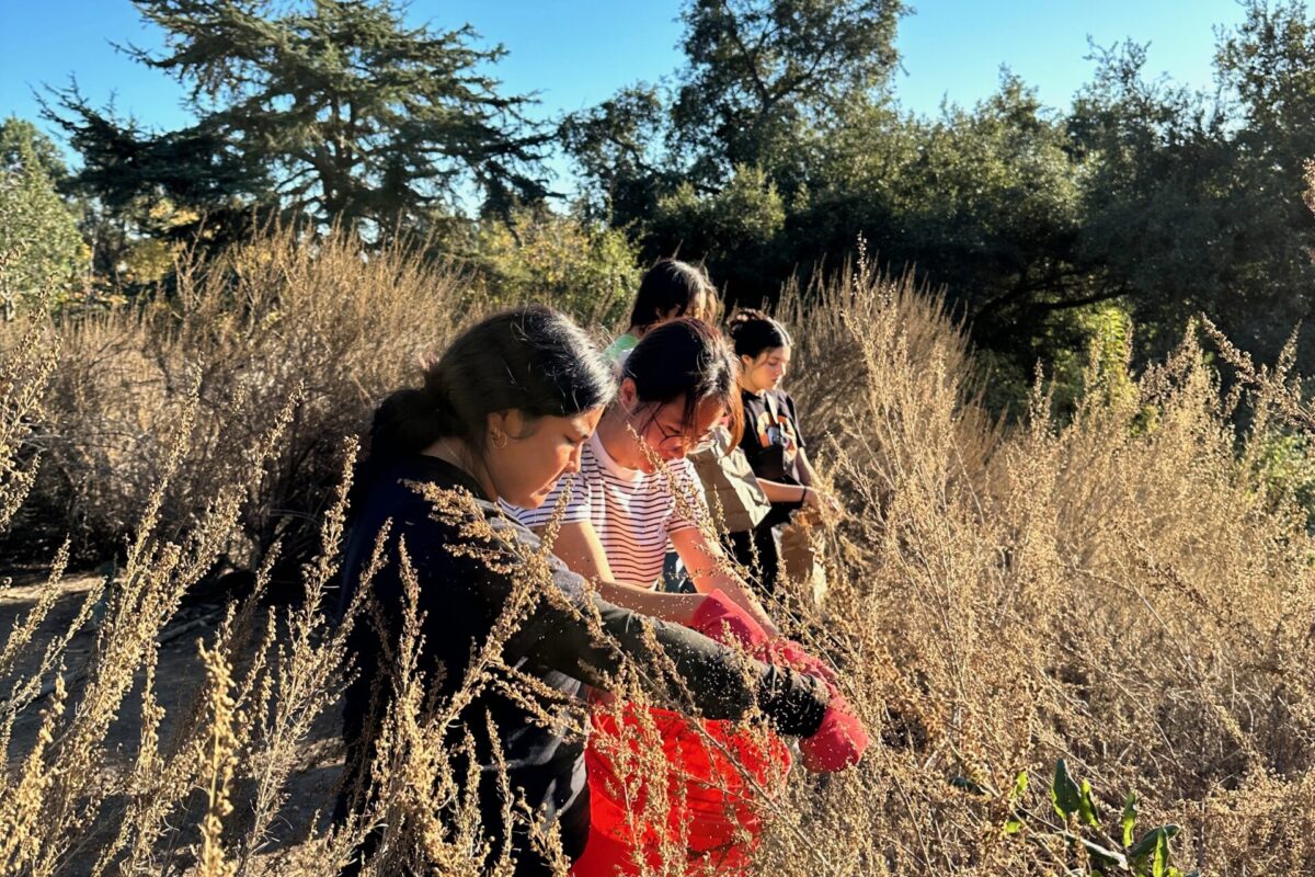 students standing in tall shrubs collecting seeds from California sagebrush