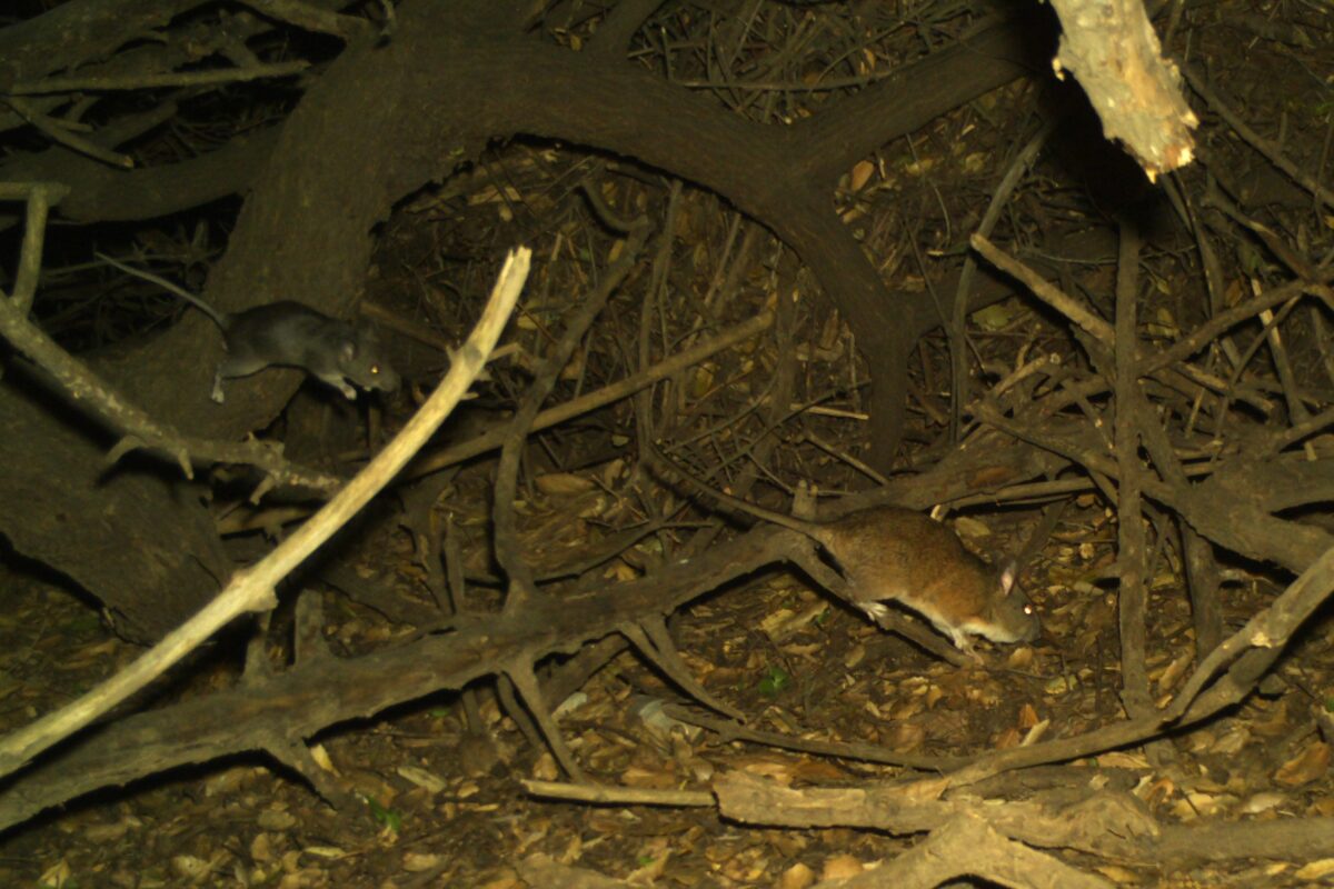 Big-eared woodrats captured at Sage Hill