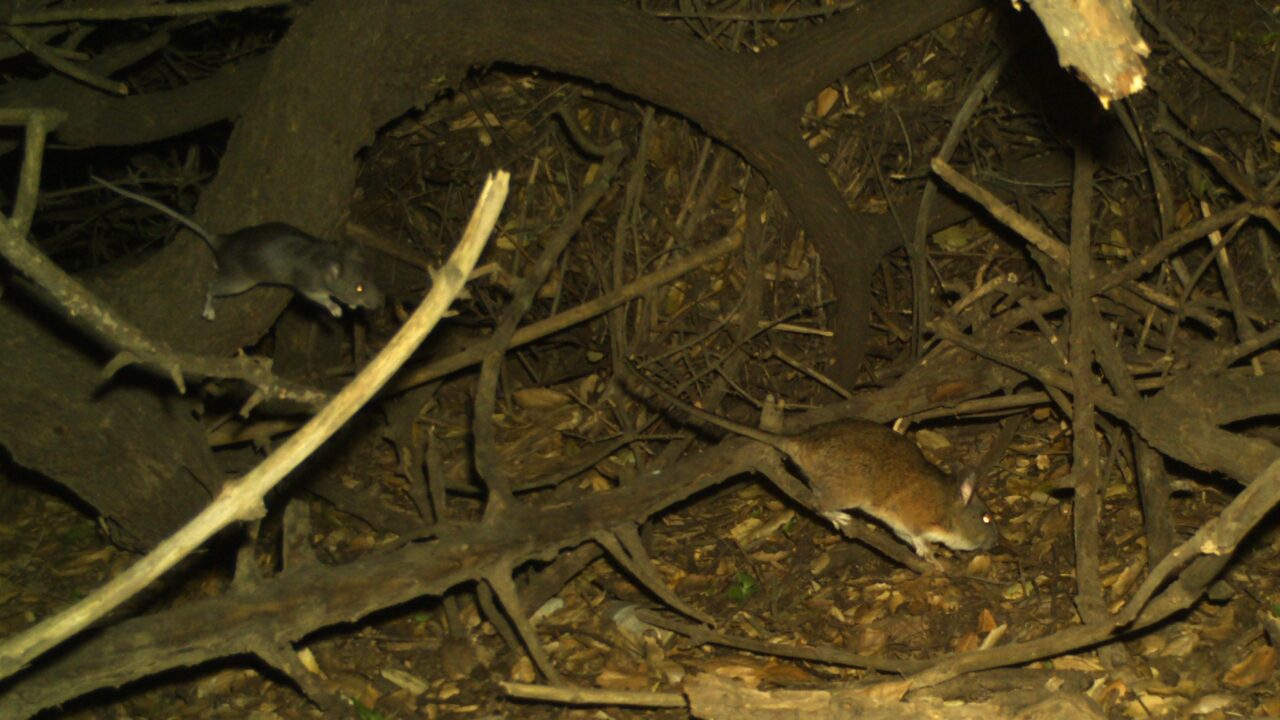 Big-eared woodrats captured at Sage Hill