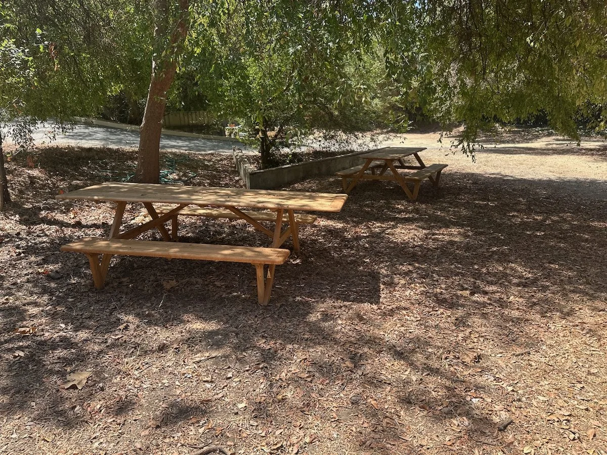 two picnic tables in the shade of an elm tree