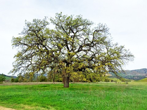 Lone oak tree in grassland.