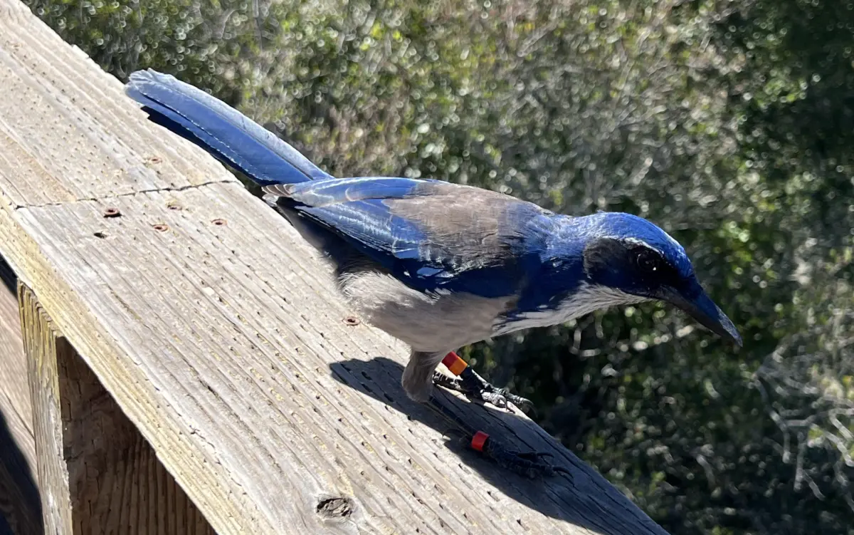 Banded Scrub Jay