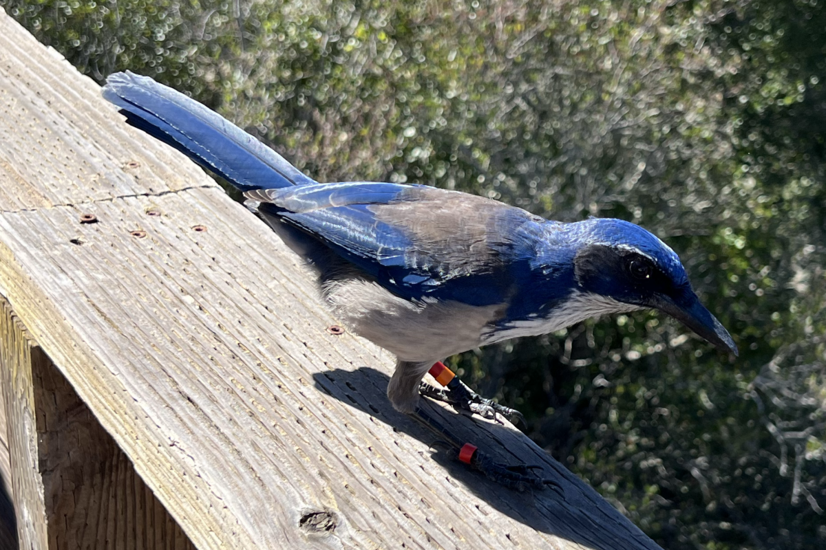 Banded Scrub Jay