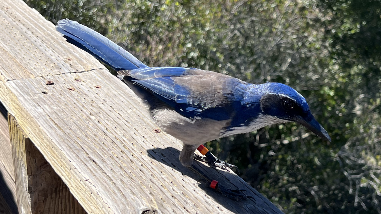 Banded Scrub Jay