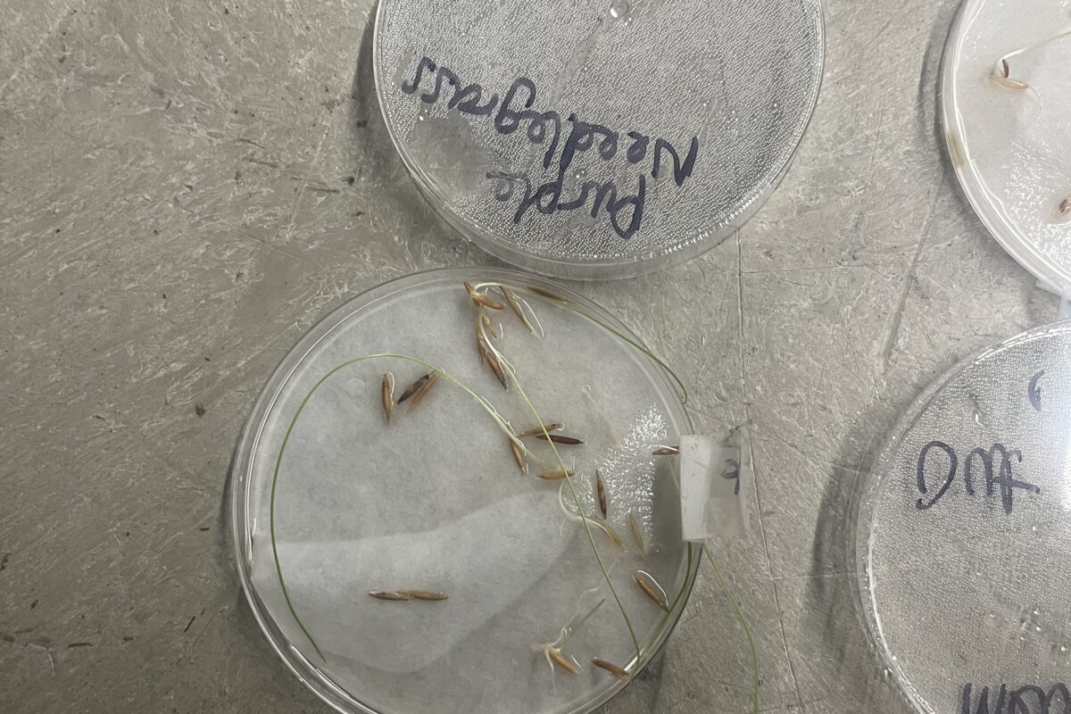 Fountain grass sample